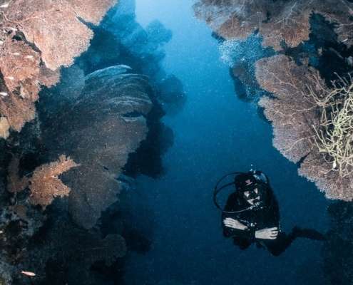 Love Bubble Lodge | Servizi diving